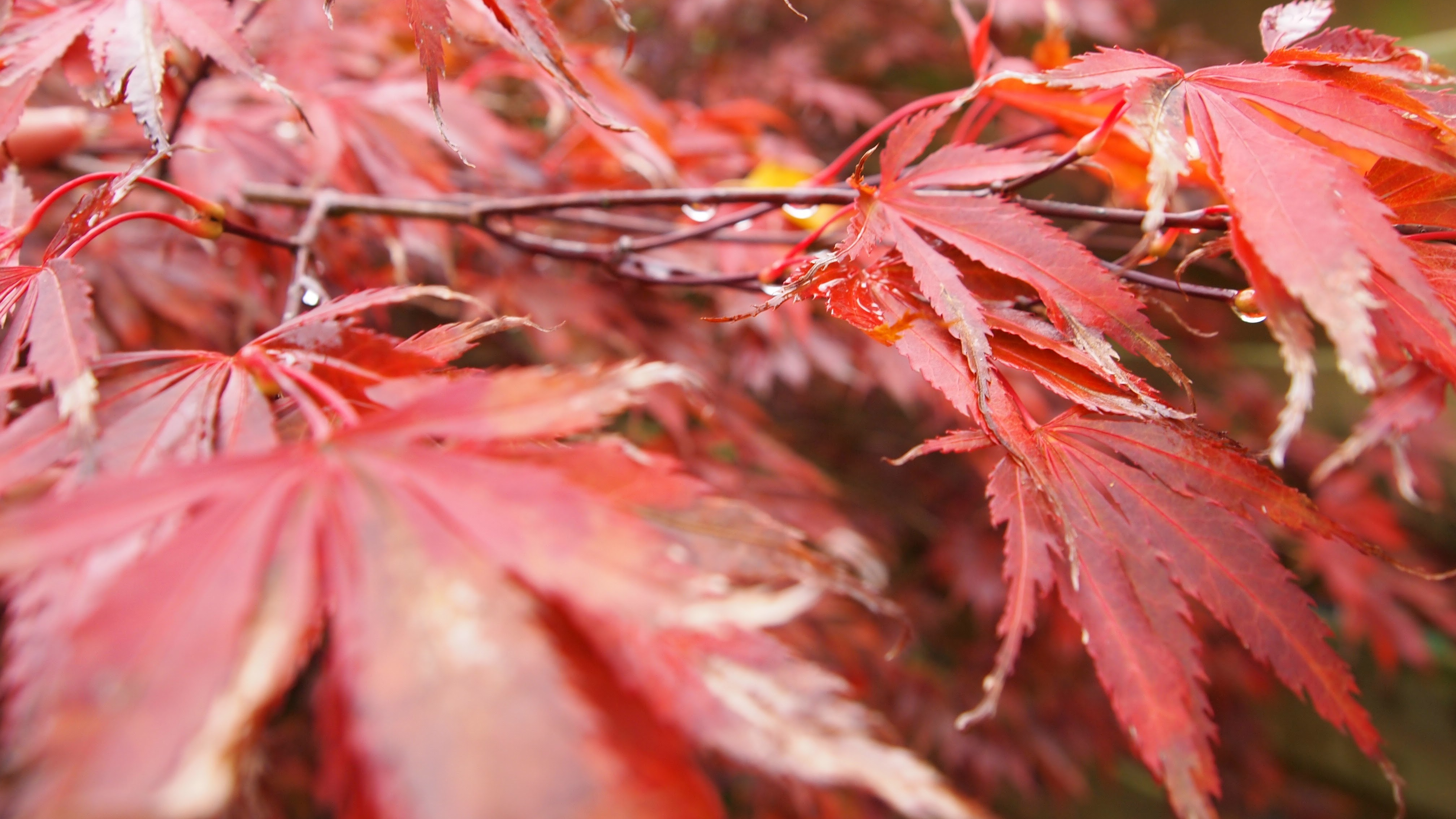 Kopafbeelding Esdoorn
