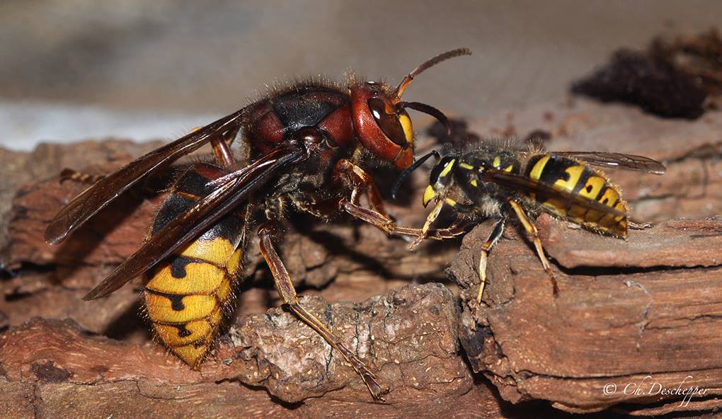 hoornaar_vs_gewone_wesp_chantal_deschepper