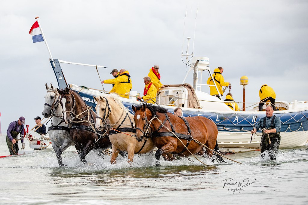 De paarden van Ameland en hun tragische&nbsp;geschiedenis